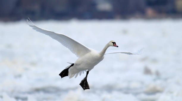 istock Swan flying over frozen Danube 638768010