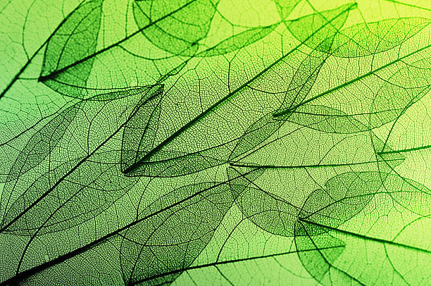 leaves skeleton background leaves skeleton background. Nature abstraction plant cell stock pictures, royalty-free photos & images