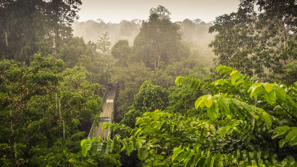hutan hujan wiew dari canopy walk tower di sepilok, kalimantan - kalimantan potret stok, foto, & gambar bebas royalti