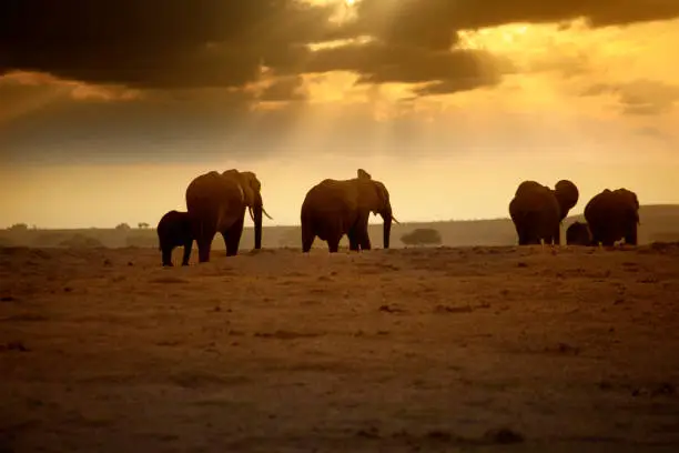 Elephants in Amboseli national park, Kenya