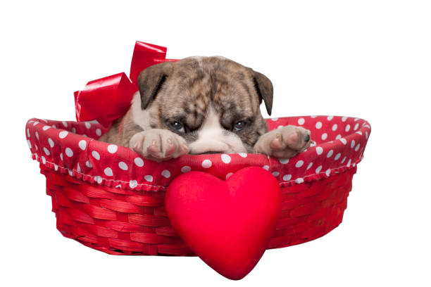 istock English bulldog puppy 638771602