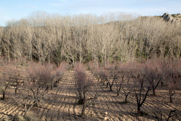 istock Winter Trees and Landscape near Nuevalos, Aragon 638773786