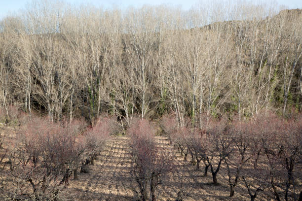 istock Winter Trees and Landscape near Nuevalos, Aragon 638773982