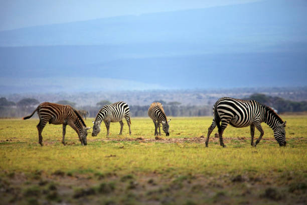 istock Zebras herd on savanna at sunset, Amboseli, Africa 638774972
