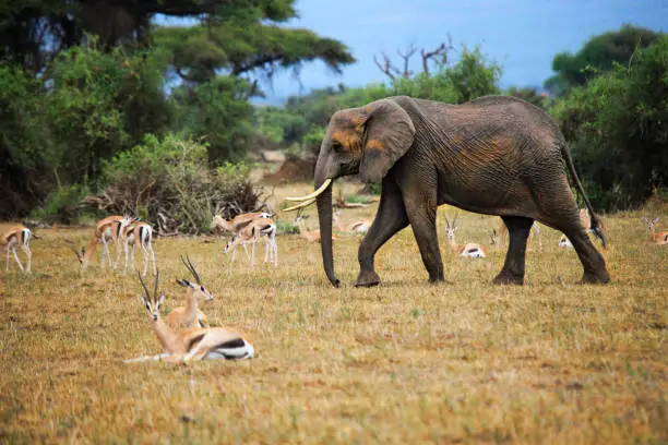Elephant in Amboseli national park in Kenia