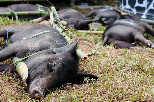 Live pigs prepared for devoting during the funeral in the region Tana Toraja in Indonesia