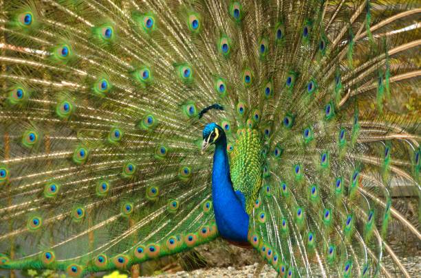istock Altamont Gardens, Ballon, Co Carlow 638778570