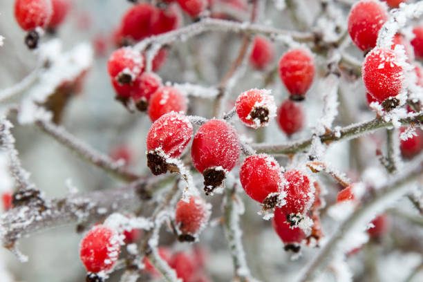 istock Red rosehip berries in winter frost closeup 638779894