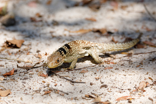 collared iguanid lizard, collared iguana, or Madagascan collared iguana (Oplurus cuvieri). Ankarafantsika National Park, Madagascar wildlife and wilderness