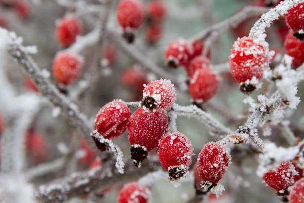 istock Red rosehip berries in winter frost closeup. macro 638779954