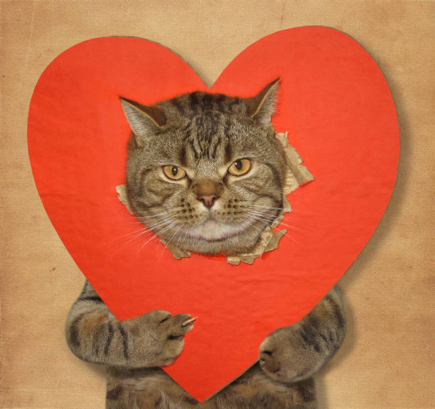istock Cat and broken heart fuck 638780340