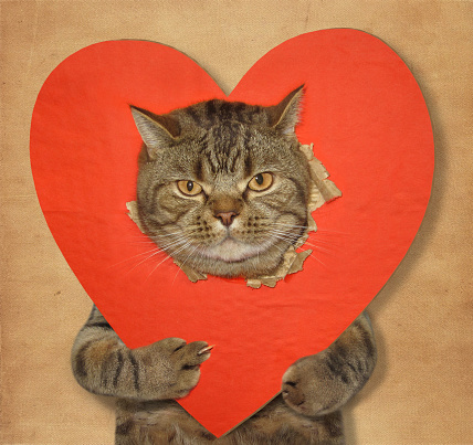 The big cat shows his paw the sign of fuck off against the background of a big red heart. Beige background.