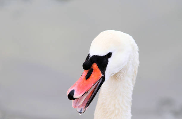 istock Portrait of angry wild swan 638784580