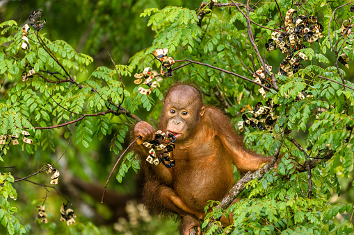 This wild young male orangutan is climbing the rainforest trees to find red berries to eat. His mother was nearby but too shy to come towards me.