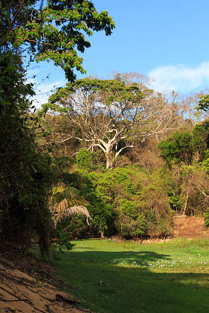 istock Rainforest in Ankarafantsika park, Madagascar 638785068