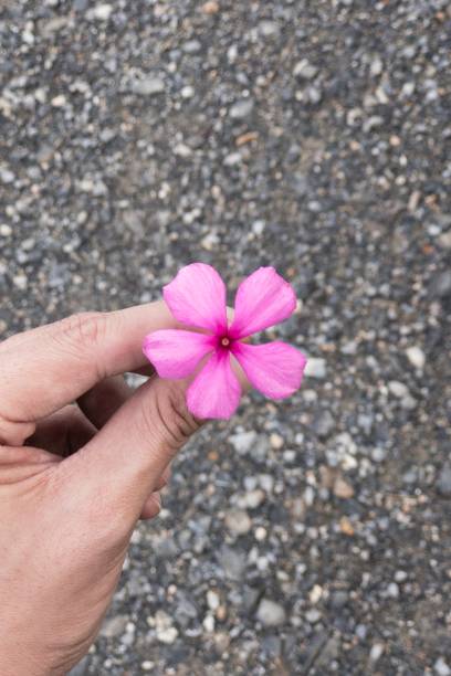istock Small pink flower on hand with the blurry grey background 638785198