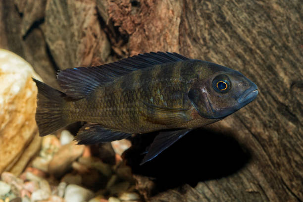 istock Portrait of cichlid fish (Pseudotropheus crabro) 638787532