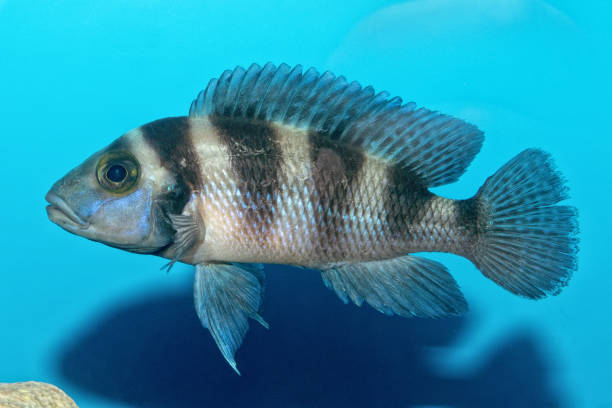 istock Portrait of cichlid fish (Neolamprologus sexfasciatus) 638787596