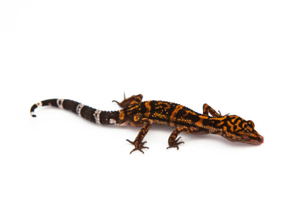 istock Japanese Cave Gecko 638788510