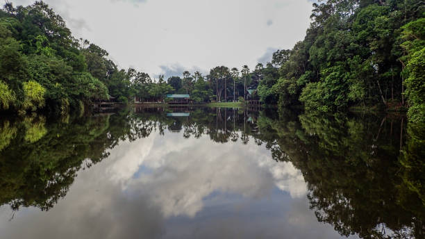 istock The lake at Rainforest Discovery Centre In Sepilok, Borneo 638788812