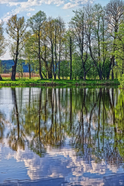 istock Trees and sky mirrored in pond in Bialowieza National Park 638790434