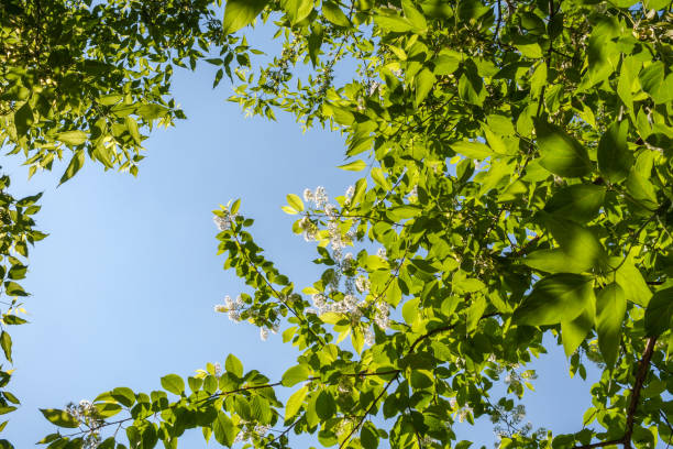 istock Spring background. Branches of blossom bird-cherry tree and blue sky. 638790616