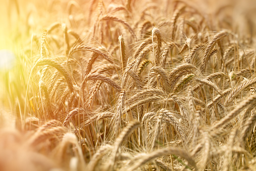 Field of wheat indicates a rich harvest - late afternoon in wheat field (sunset) 
