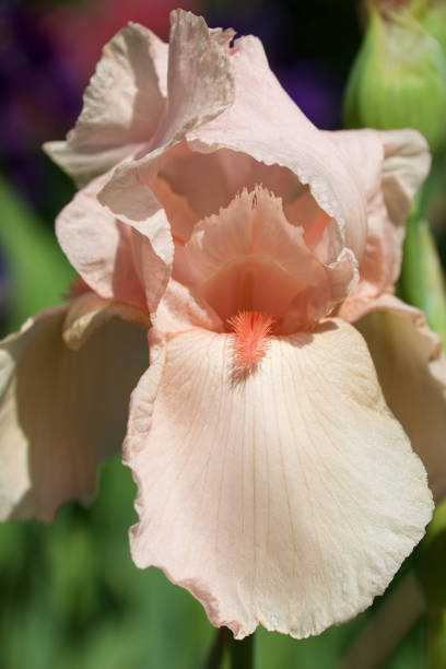 Pink iris flower stock photo