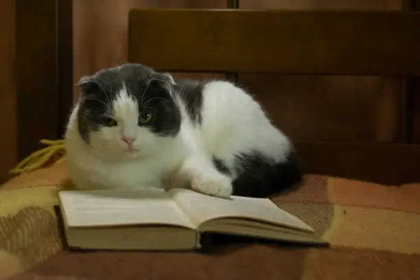 Cat read a book in the bed