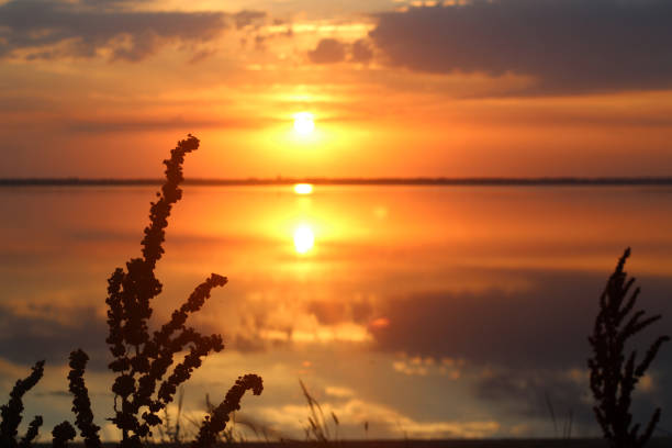 istock Silhouette of herb at rays in sunshine in summer evening 638797640