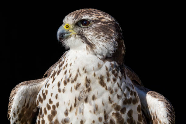 istock Noble Saker Falcon (Falco cherrug) in heraldic pose 638799434