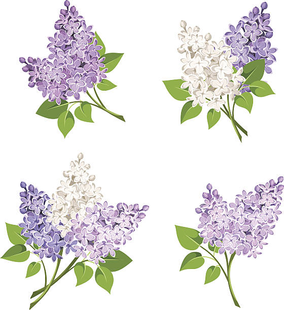 branches of lilac flowers. vector illustration. - leylak stock illustrations