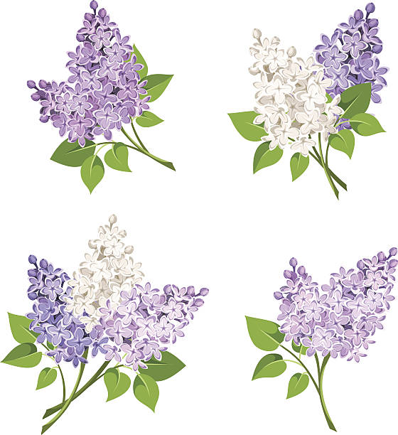 Branches of lilac flowers. Vector illustration. Vector set of branches of purple and white lilac flowers isolated on a white background. violet flower vector stock illustrations