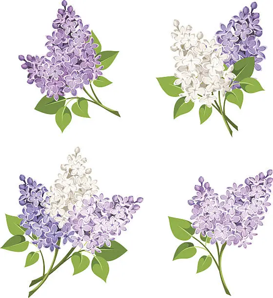 Vector illustration of Branches of lilac flowers. Vector illustration.