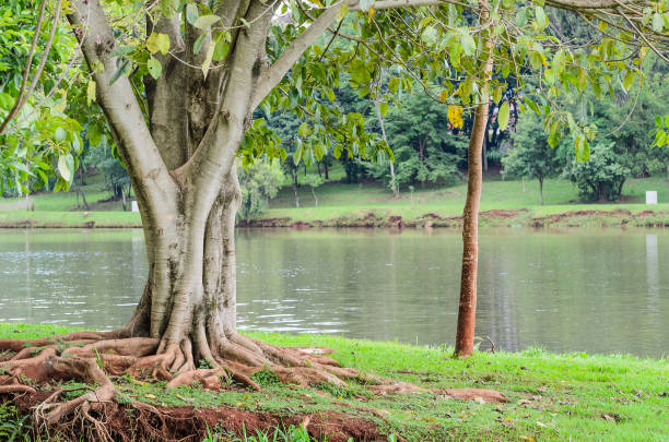 istock Tree with roots out of the earth 638802758