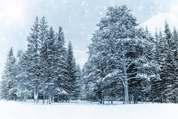 istock Spruce forest in winter. Winter landscape 638803274