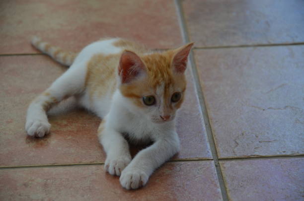 istock Little Cat White Golden Look Away 638803618