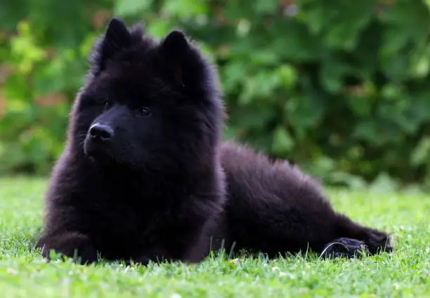 Black Eurasier puppy dog lying on the grass.