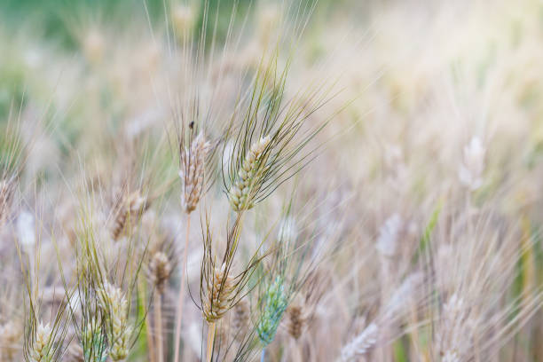 istock Close up of wheat ear in field 638805300