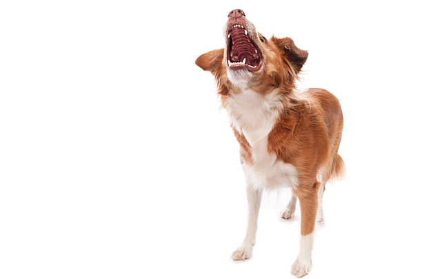 An aggressive male Nova Scotia Duck Tolling Retriever is barking viciously. His mouth is wide open and he is showing his teeth while looking up. He is standing on a white background.