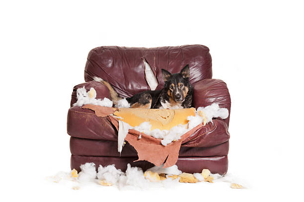 istock Naughty German Shepherd Mix Sits on a Chewed Up Chair 638806034