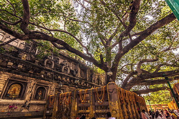 October 30, 2014: The Bodhi tree in Bodhgaya, India stock photo