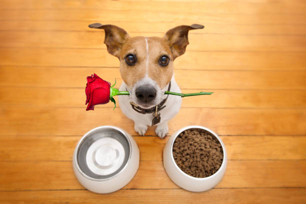 istock valentines dog in love with rose in mouth 638807600