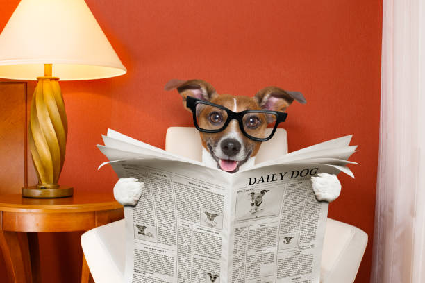 istock dog reading newspaper at home 638807822