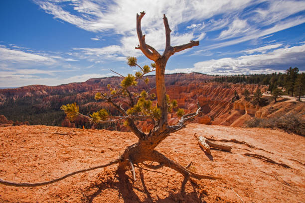 bryce sosna - bristlecone pine zdjęcia i obrazy z banku zdjęć