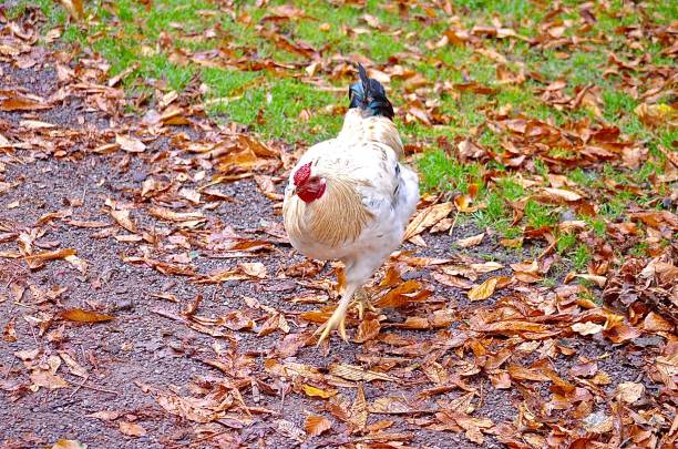 A chicken walking in fall leaves