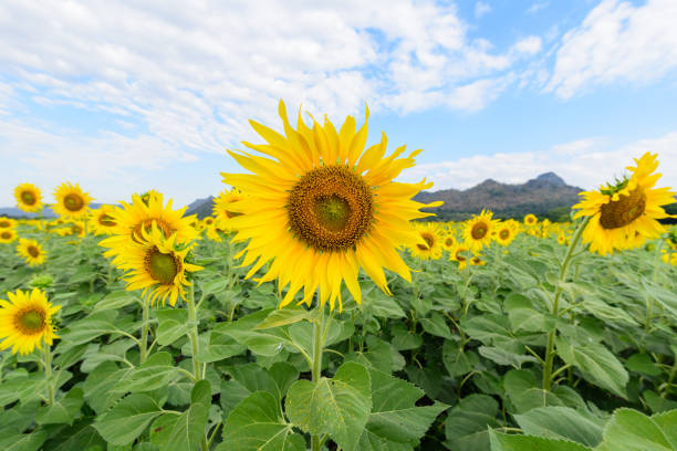 istock Sunflower field at the mountain 638810024