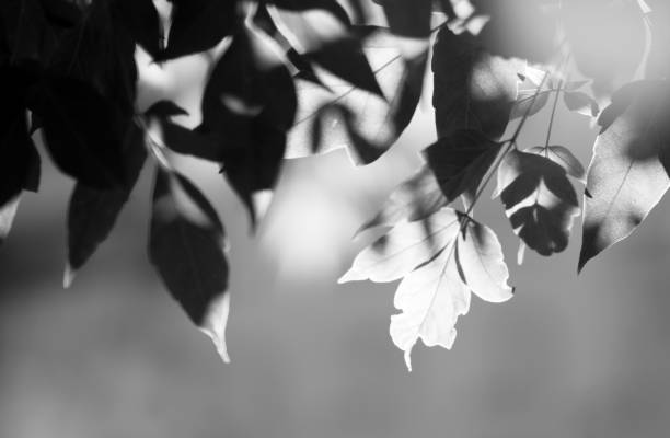 istock Horizontal black and white tree leaves bokeh flare top aligned 638811252