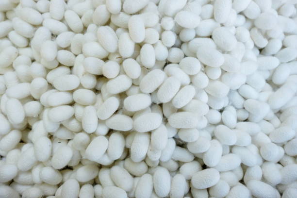 istock Silkworm fibers in the fabric industry. 638811298