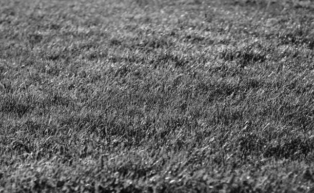Horizontal black and white grass field bokeh background backdrop